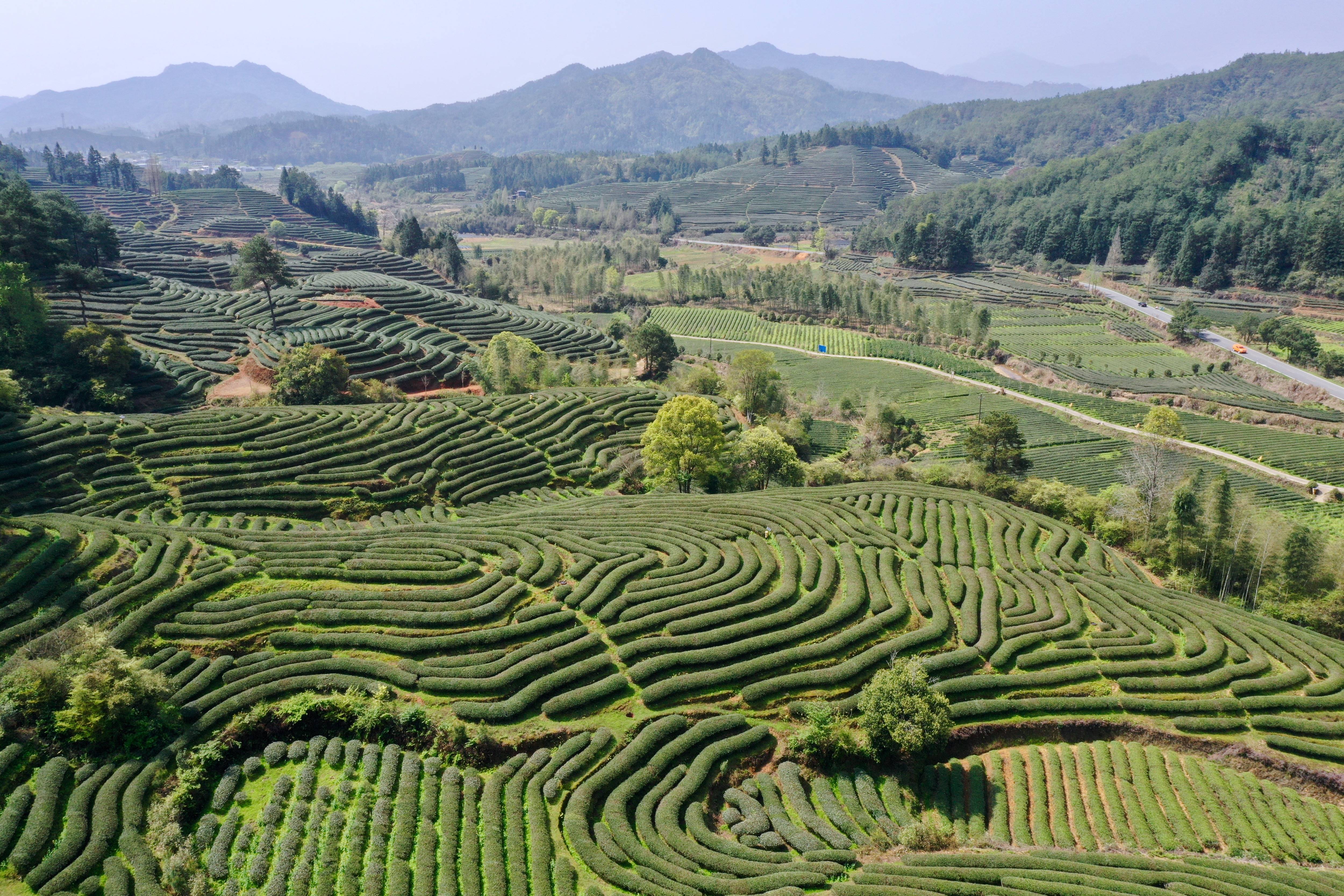 Types of Chinese Tea